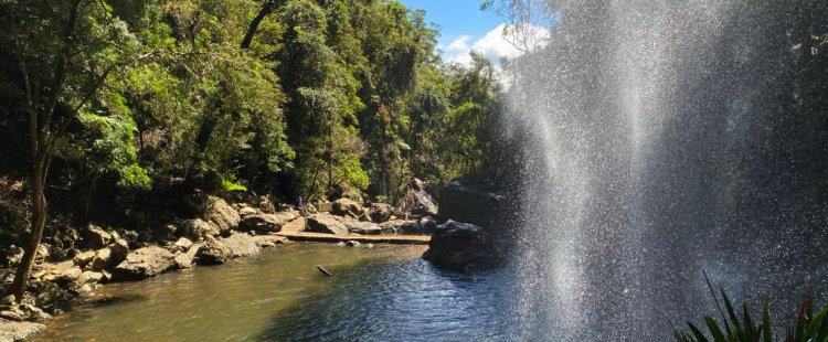 Springbrook Twin Falls Circuit, Mar 2021 – Bird Spots