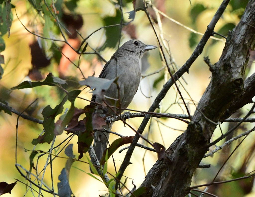 Grey Shrikethrush