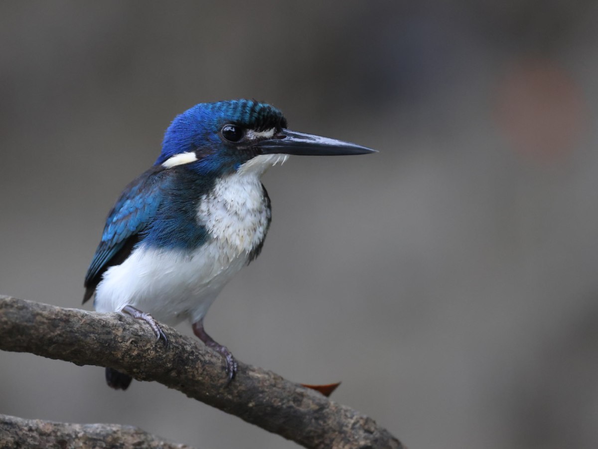 Top End Revisited, Jul&nbsp;2024