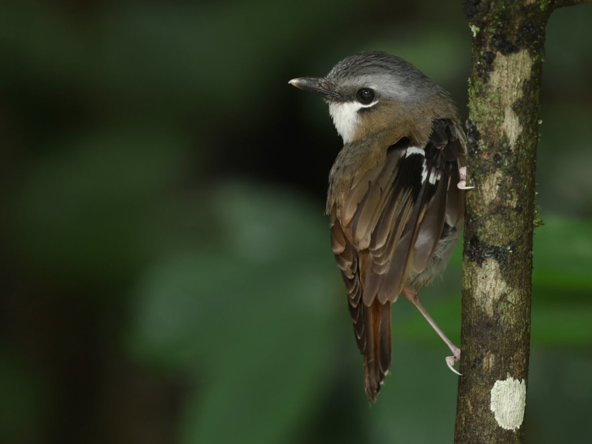Atherton + Cairns mini-break, Nov&nbsp;2024