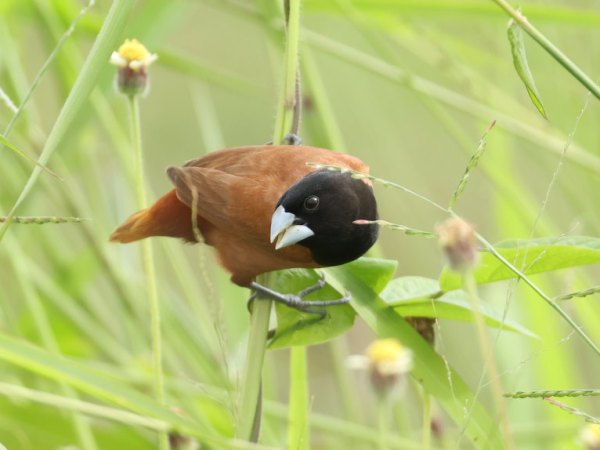 Birding in Penang and Singapore,&nbsp;2025
