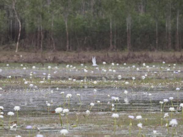 Knuckey Lagoons Conservation Reserve, Jul&nbsp;2024