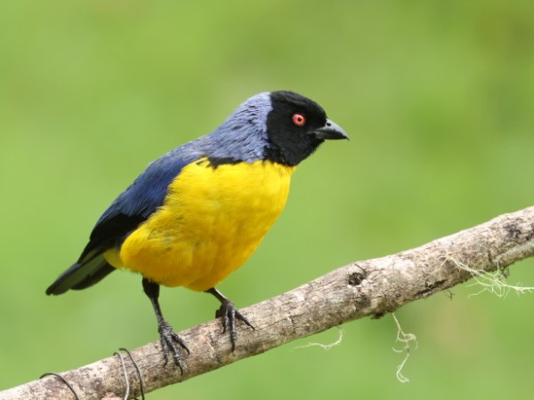 Birding at Upper Manu Rd,&nbsp;Peru