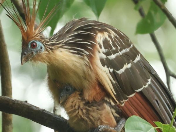 Birding at Manu Biolodge,&nbsp;Peru