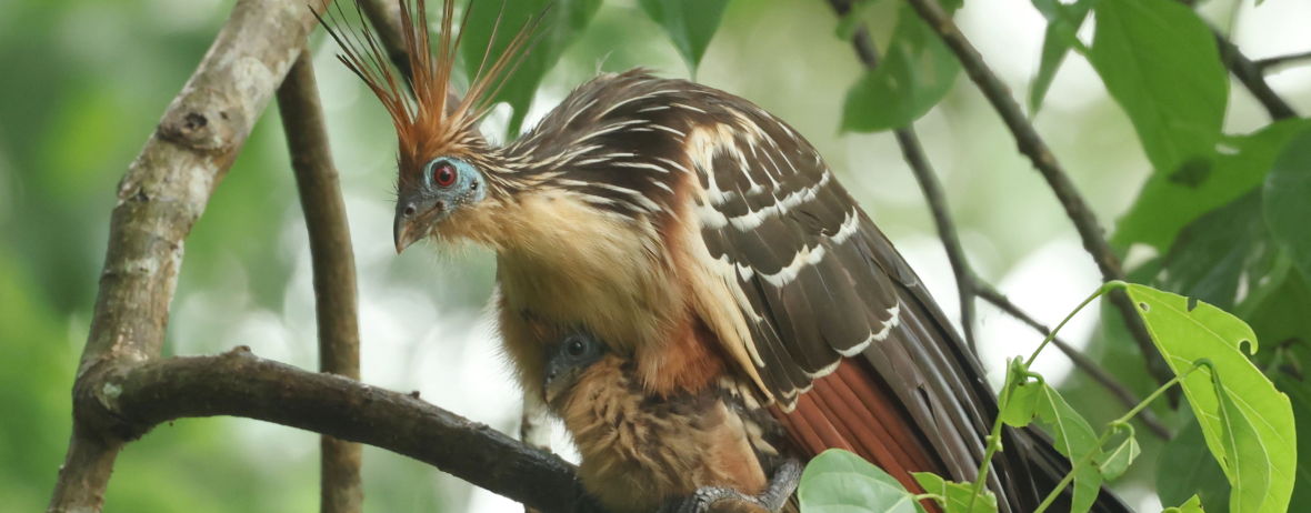 Birding at Manu Biolodge,&nbsp;Peru
