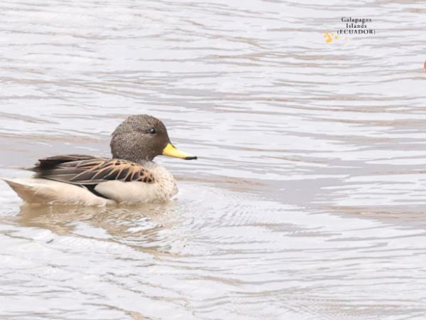 Peru-Ecuador-Chile 2025 – The&nbsp;Planning