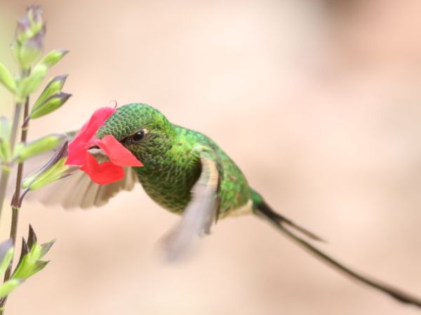 Birding in Pisac,&nbsp;Peru