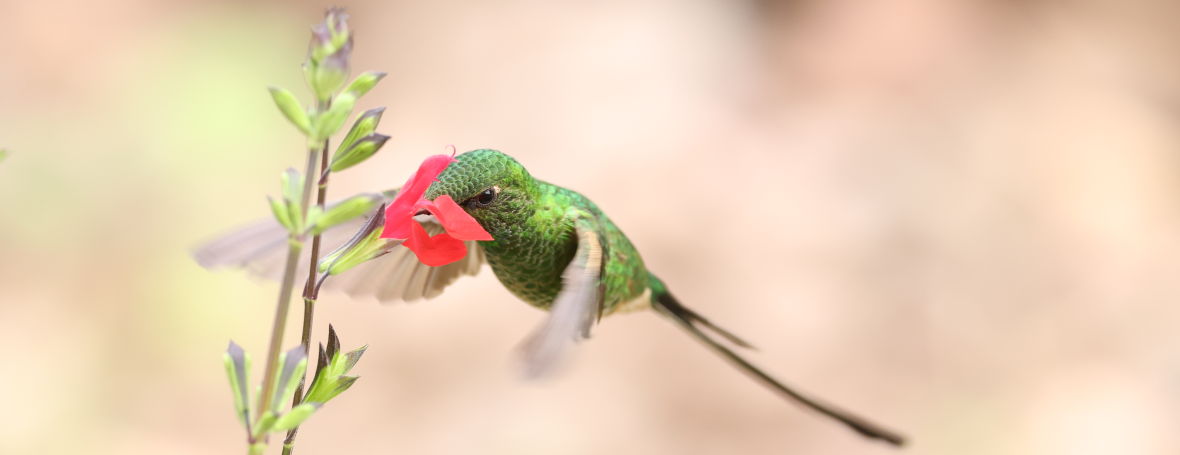 Birding in Pisac,&nbsp;Peru