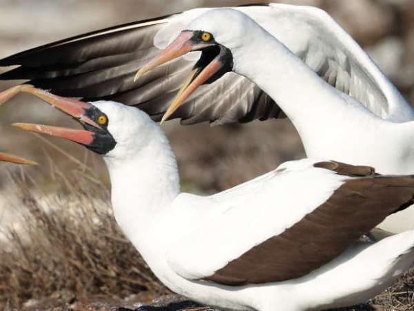 Birding in the Eastern Galapagos,&nbsp;Ecuador