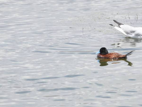 Birding at Isla Esteves, Lake Titicaca,&nbsp;Peru