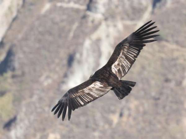 Birding in the Colca Valley,&nbsp;Peru