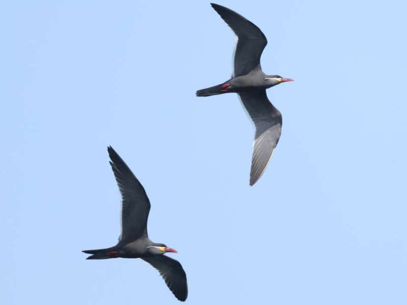Birding in the Lima Coastal Region,&nbsp;Peru