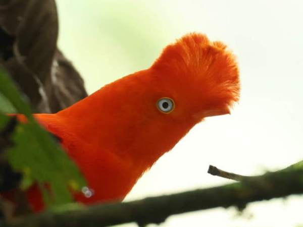 Birding in the Sacred Valley,&nbsp;Peru