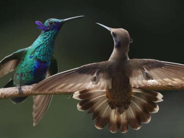 Birding at WildSumaco,&nbsp;Ecuador