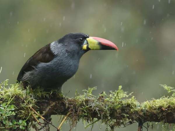 Birding the Andes East Slope,&nbsp;Ecuador