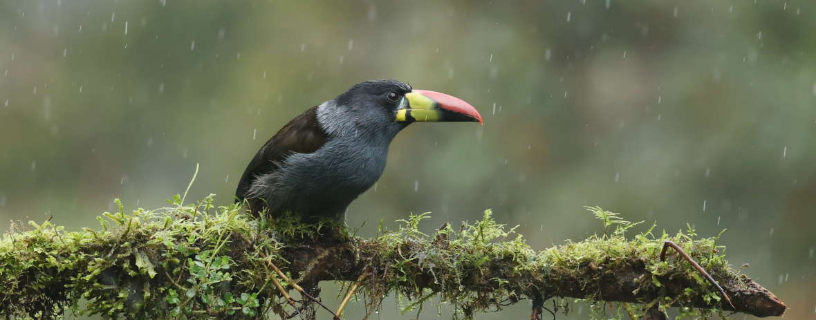 Birding the Andes East Slope,&nbsp;Ecuador