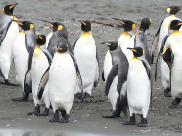 Birding in Antarctica and South&nbsp;Georgia