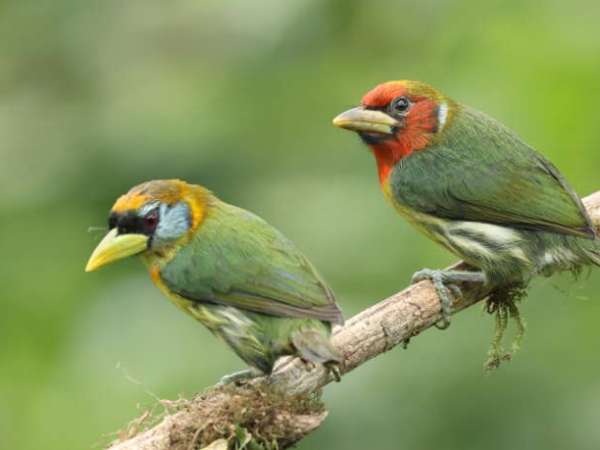 Birding in the Mindo Region, Ecuador – part&nbsp;1