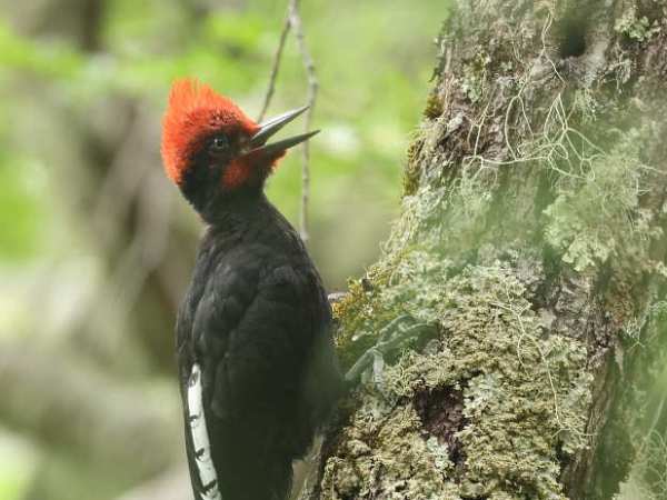 Birding at Chiloe Island and the Lakes District,&nbsp;Chile