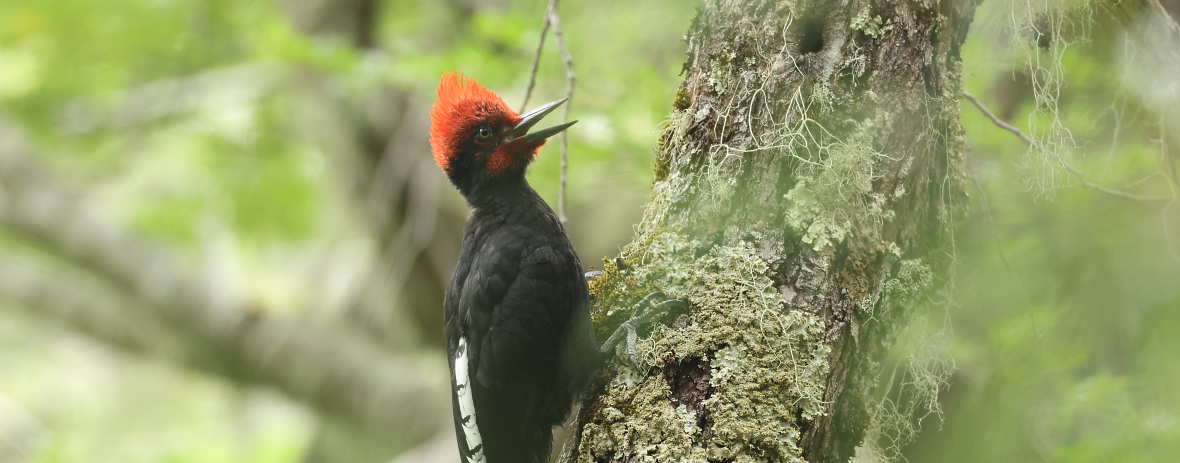 Birding at Chiloe Island and the Lakes District,&nbsp;Chile