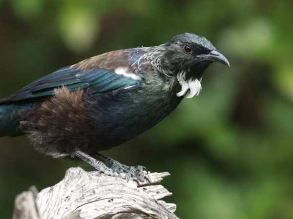 Birding in the Auckland Region, New&nbsp;Zealand