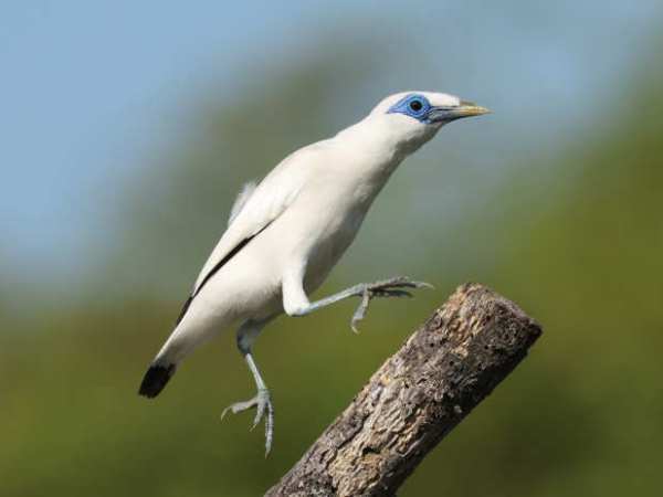 Birding in Bali and East&nbsp;Java