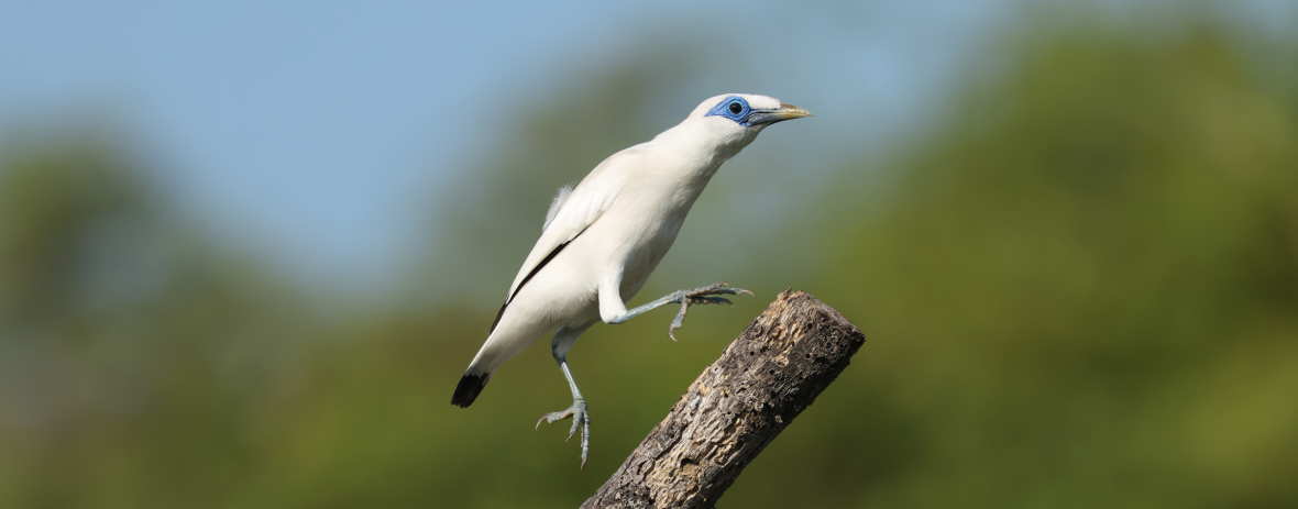 Birding in Bali and East&nbsp;Java