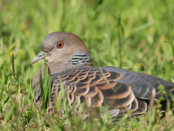 Birding Tokyo in Spring,&nbsp;2026