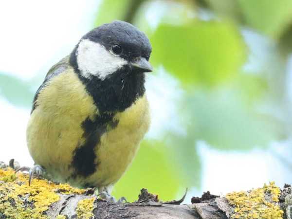 Ten Great Birding Spots in Norfolk and&nbsp;Suffolk